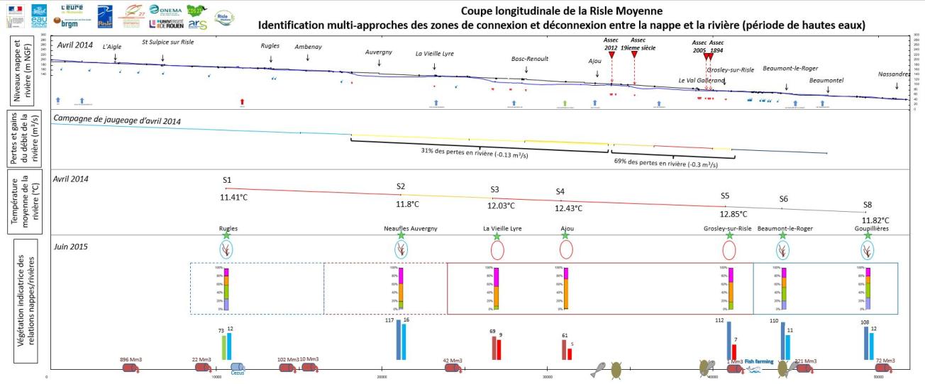 Coupe longitudinale de synthèse : identification des zones de connexion/déconnexion de la nappe et de la rivière en période de hautes-eaux