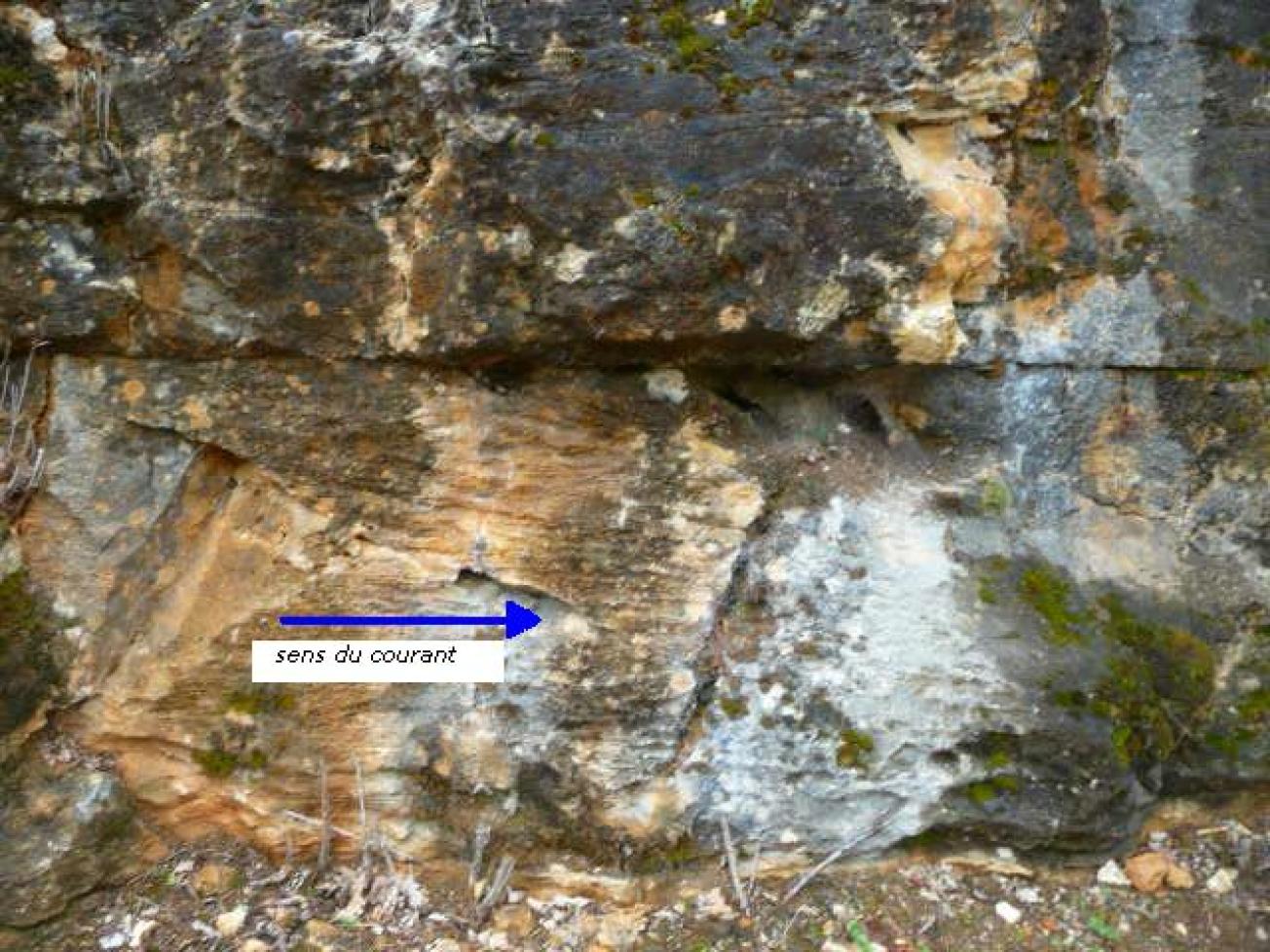 Figure 1 - Mégaride dans les calcaires bioclastiques du Coniacien (Platel JP., 2013)
