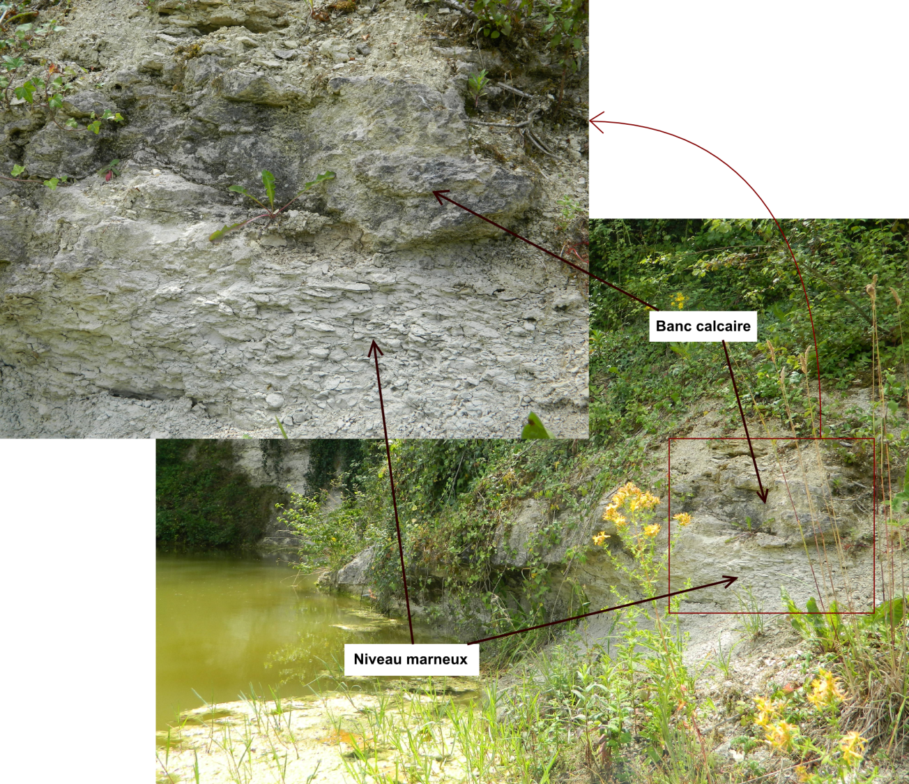 Figure 2 - Calcaire marneux du Maastrichtien - Dumes (Landes)