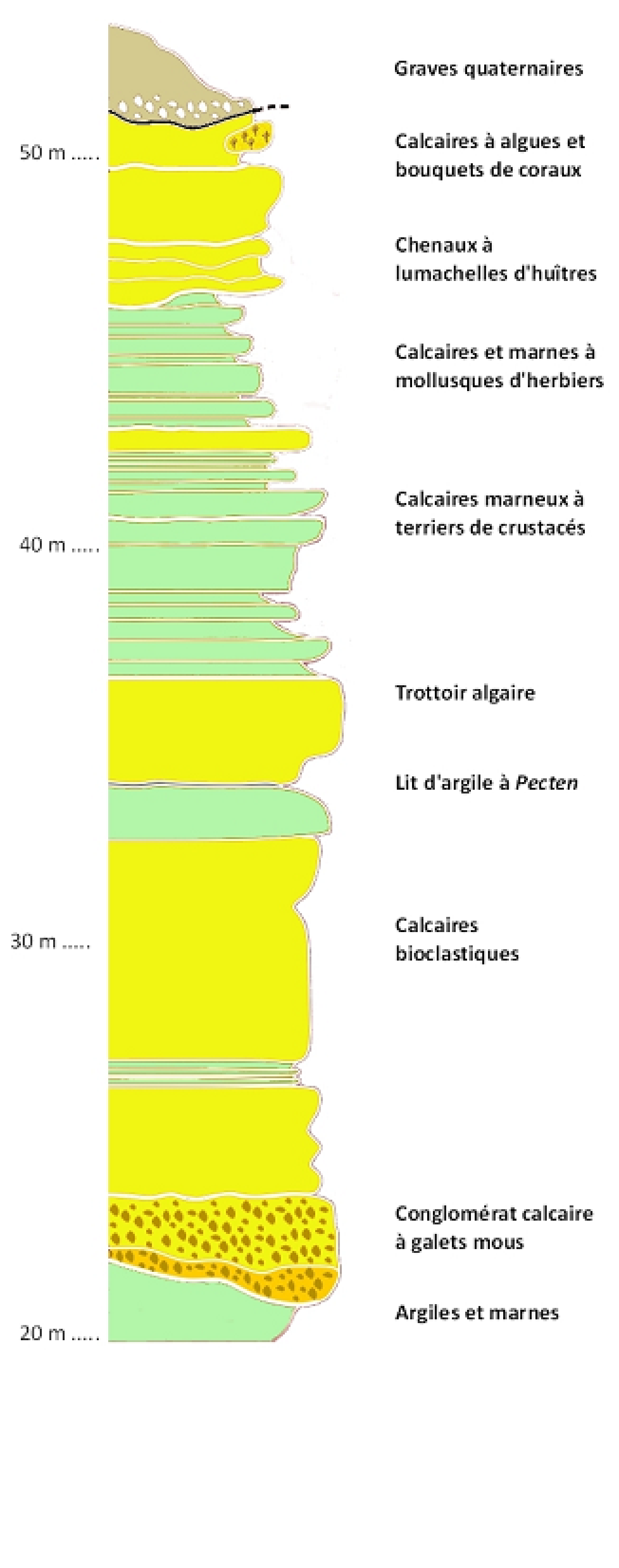 Figure 2 - Coupe géologique des dépôts sédimentaires observés le long de la côte de la Ruasse (©Chartier Didier)