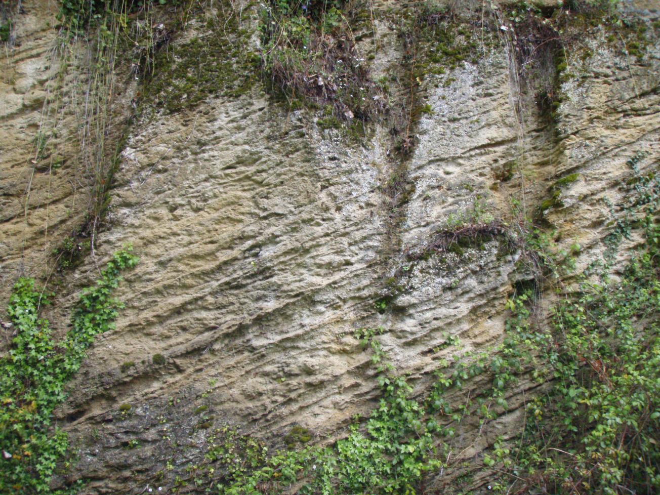 Figure 2 - Stratifications obliques dans les grès calcaires du Serravallien