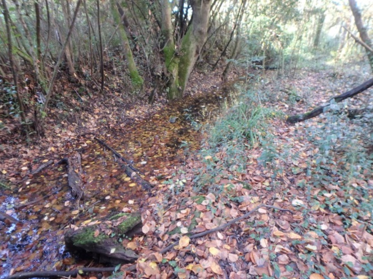 Figure 3 - Ecoulements à proximité de la fontaine du curé à Portets (© Bourbon P., 2017)