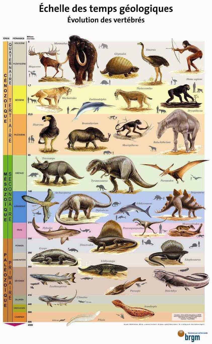 Echelle des temps géologiques : évolution des vertébrés