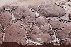 Fentes de dessiccation fossiles dans les grès triasiques de Champenay