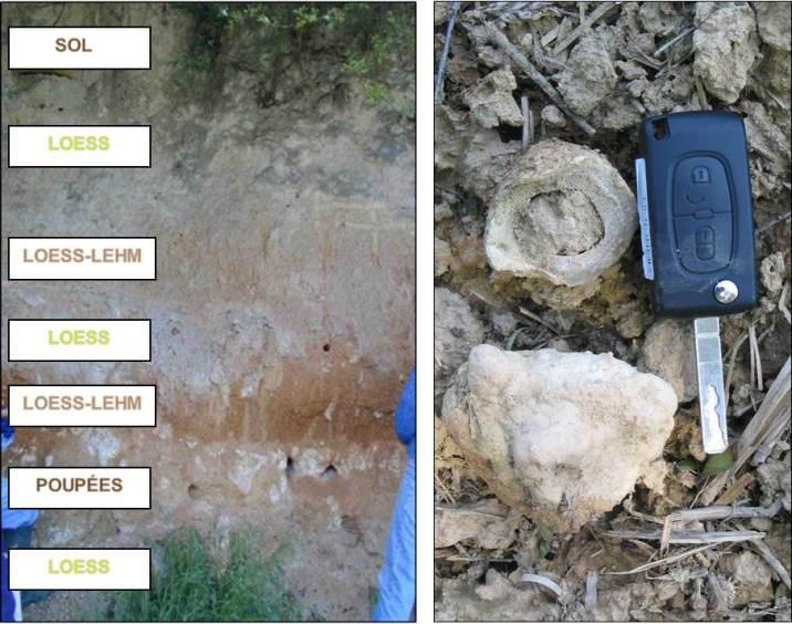 à gauche : Lœss-lehm et lœss de la colline de Blaesheim ; à droite : poupée de loess