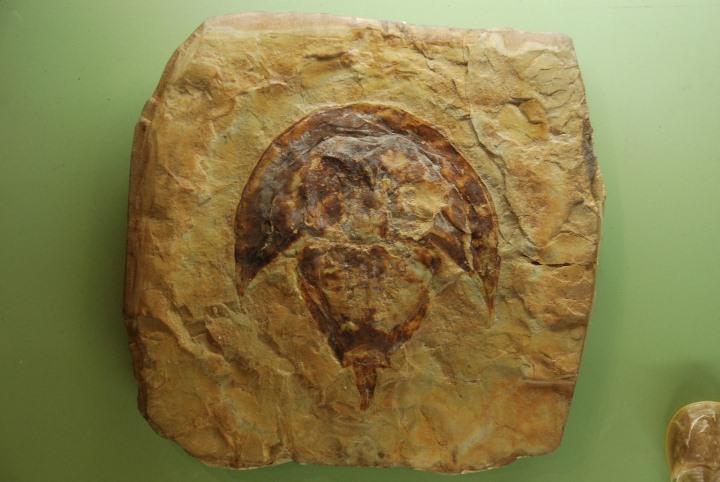 Fossile de limule du grès des Vosges (Trias) exposé au Château de Lichtenberg