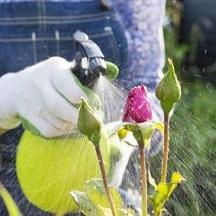 Phytosanitaires-domestiq