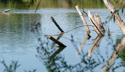(c) AERM (https://www.eau-rhin-meuse.fr/actualites/changement-climatique)