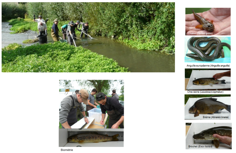 Inventaire par pêche électrique. © Fédération Départementale de Pêche et de Protection des Milieux Aquatiques de l’Eure