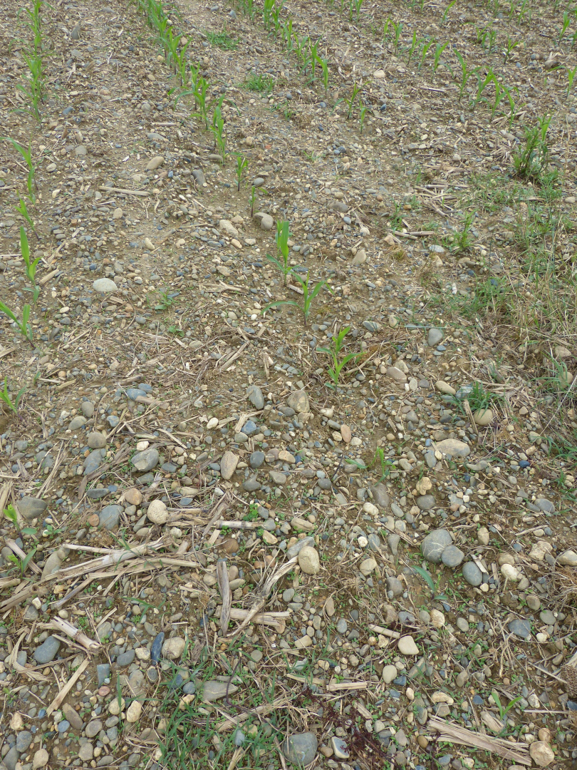 Figure 1 - Galets polygéniques de la terrasse alluviale du Pléistocène supérieur (© Platel JP., 2015)