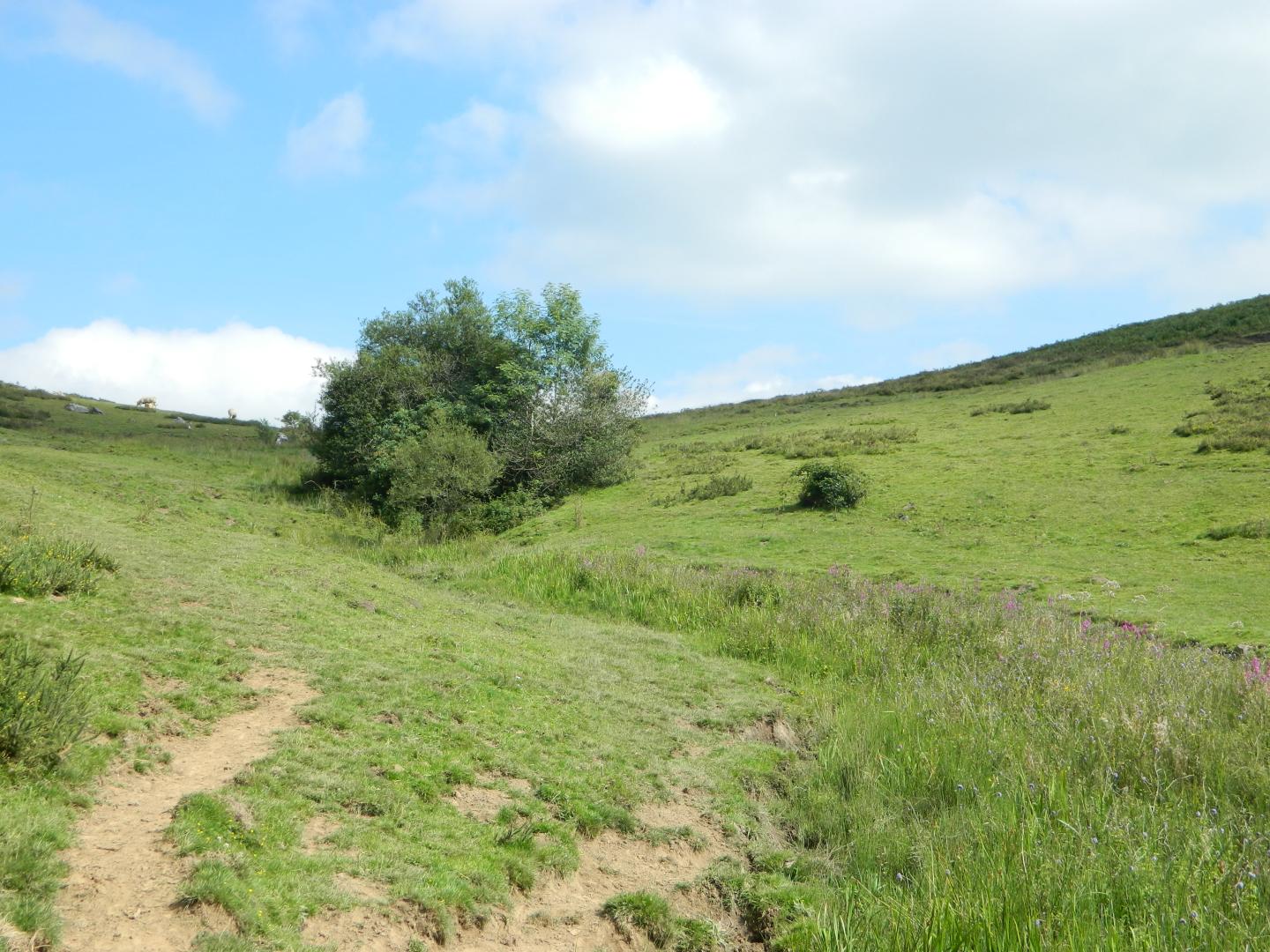 Figure 1 - Source dite de Counsé, au pied du massif du Soum de Counée (Gutierrez T., 2013)