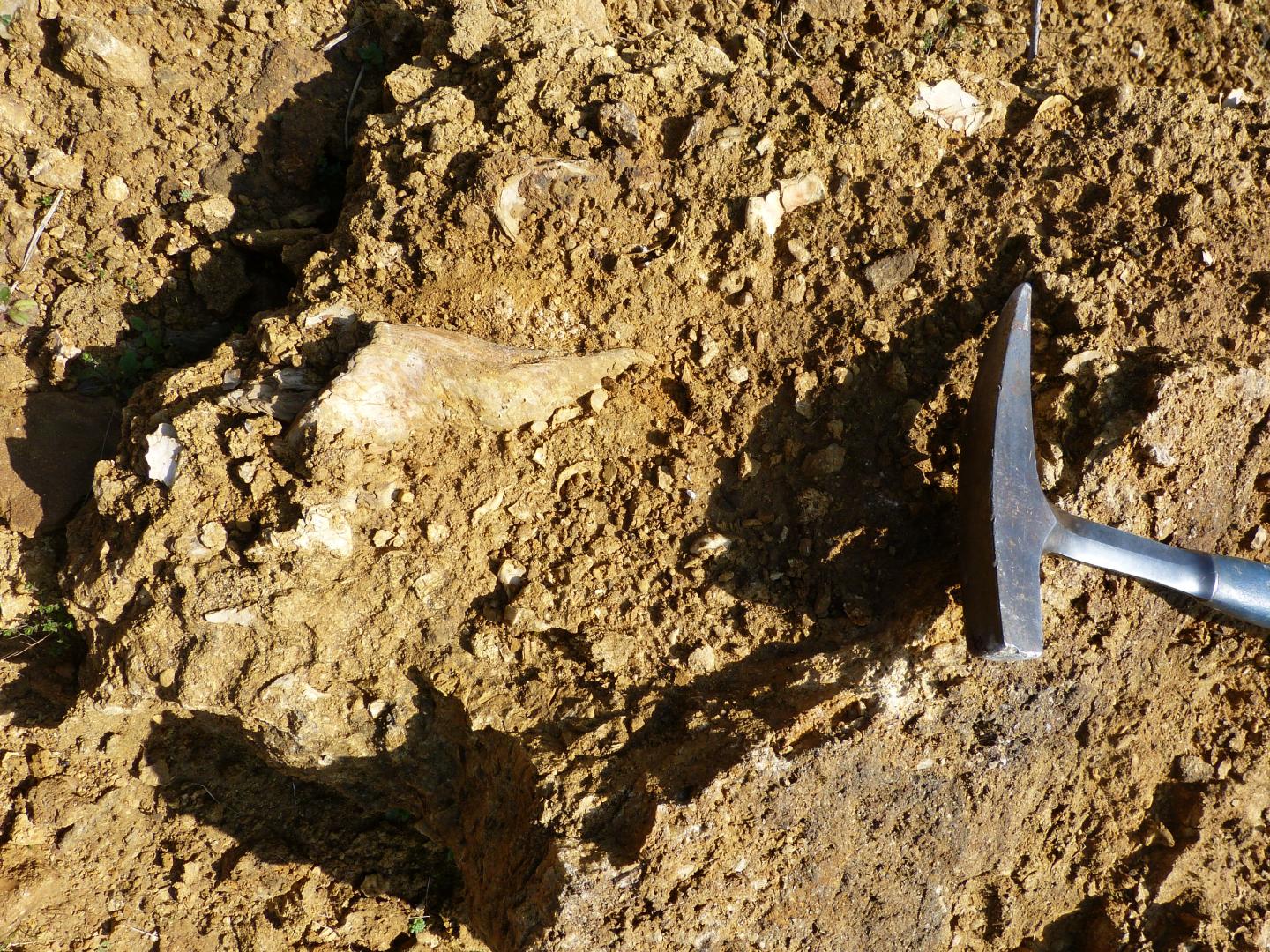 Figure 2 - Détail des coquilles d'huîtres et autres bivalves des Grès de Roquefort (Platel JP., 2014)