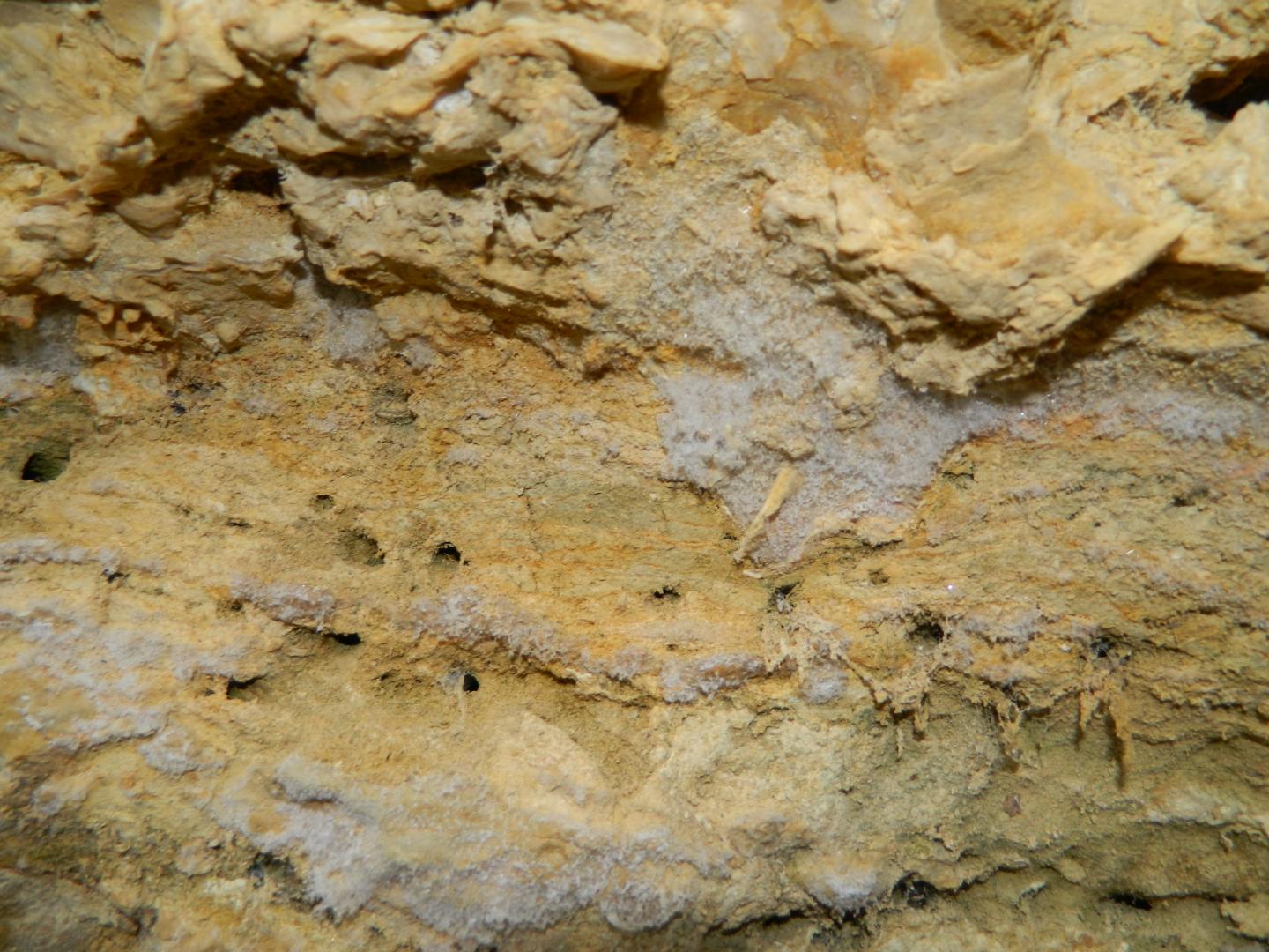 Figure 2 - Efflorescence de syngénite à la base des bancs d'huîtres de Sainte-Croix-du-Mont (© Galey A., BRGM, 2012)