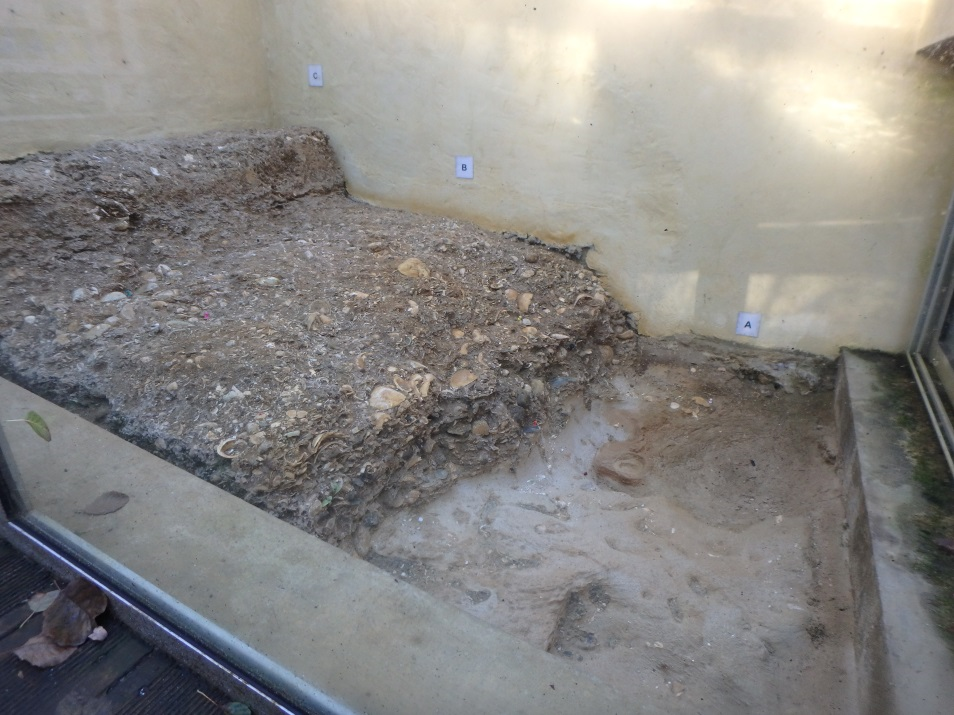 Figure 2 - Faluns à Megacardita jouanneti de Lassime (©Bourbon P., 2017)