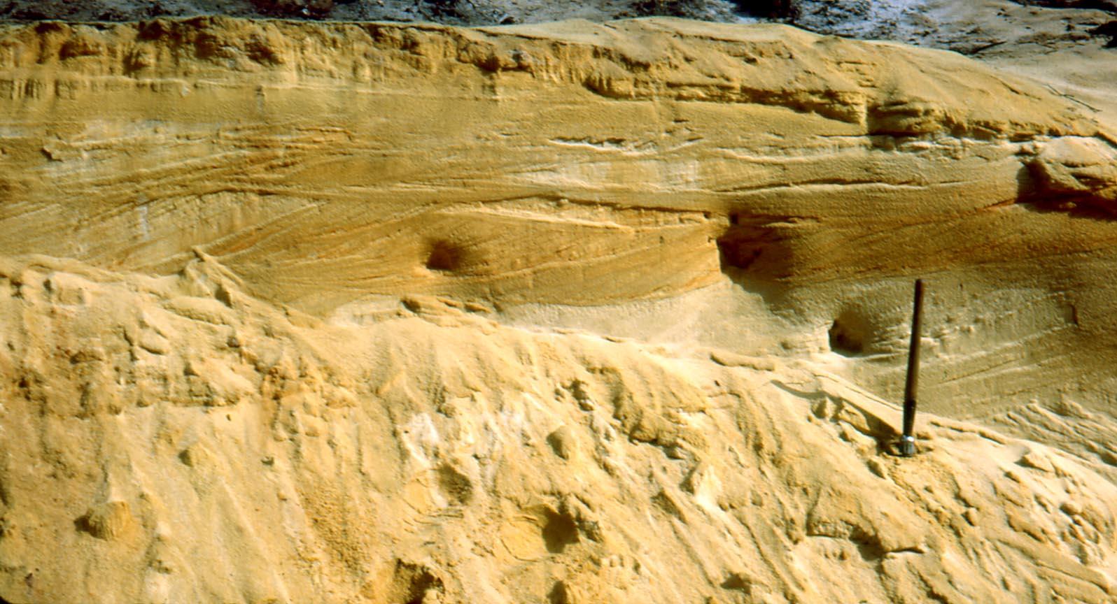 Figure 2 - Sable des Landes dans une dune interne du plateau landais