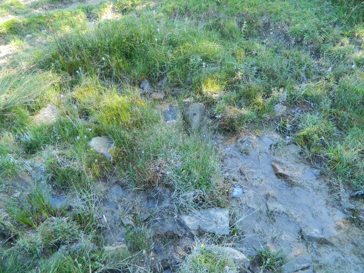 Figure 2 - Suintement constituant une source au nord du site d'Houndas (Gutierrez T., 2013)