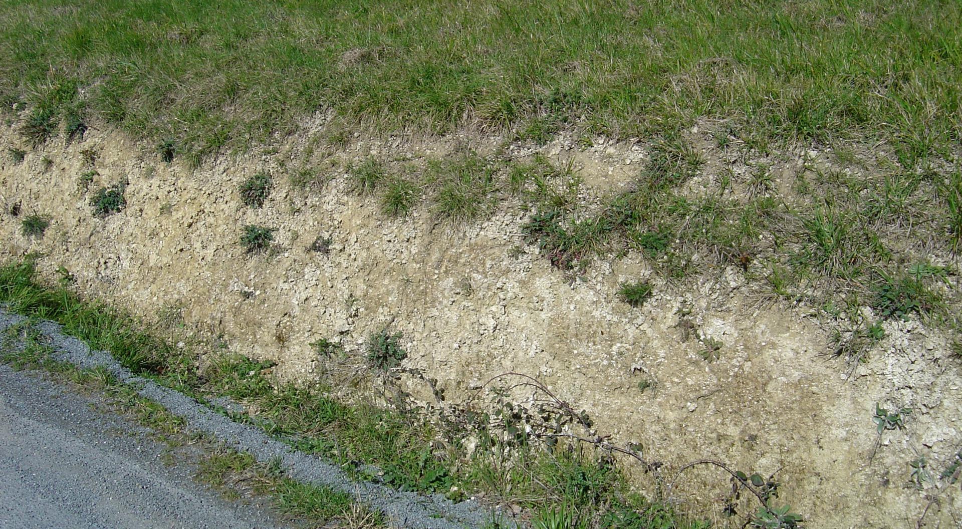 Figure 3 - Marnes à Ostrea aginensis (Platel JP., 2014)