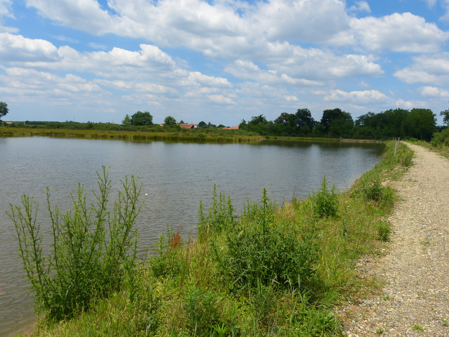 Figure 3 - Niveau de la nappe d'eau dans l'ancienne gravière de Labeyrie (commune d'Onard) (© Platel JP., 2015)