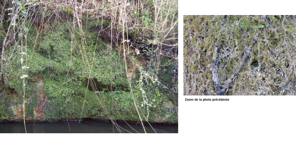 Figure 4 - Calcaires et dépôts de travertin du Cratoneurion du site de Bernachon (©Bourbon P., 2017)
SIGES
Figure 4 - Calcaires et dépôts de travertin du Cratoneurion du site de Bernachon (©Bourbon P., 2017)